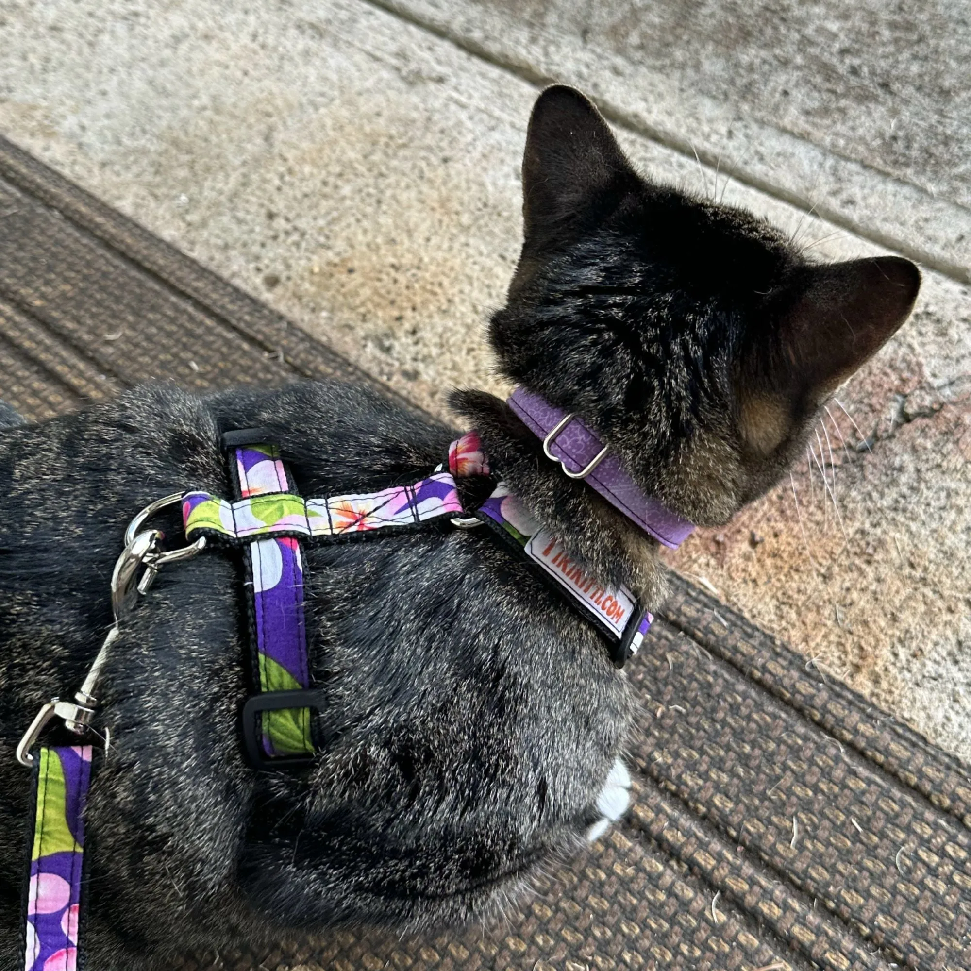 KITTI Harness - Just Pineapples